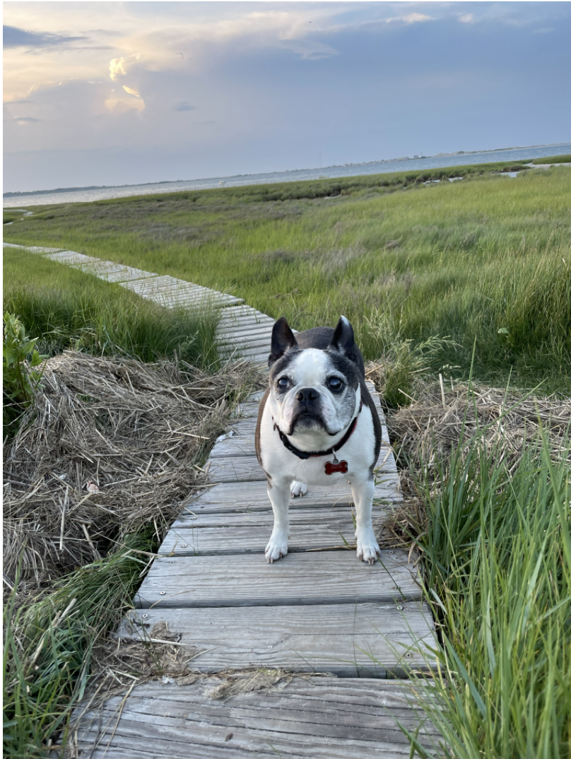 Dogs on The Beach