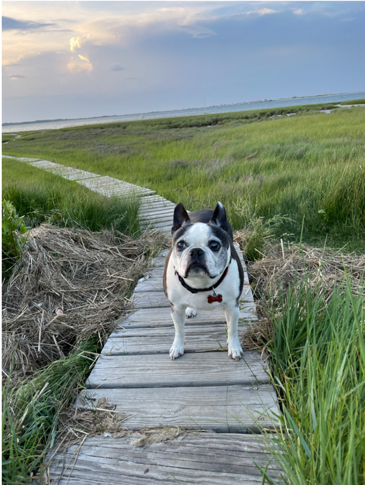 Dogs on The Beach