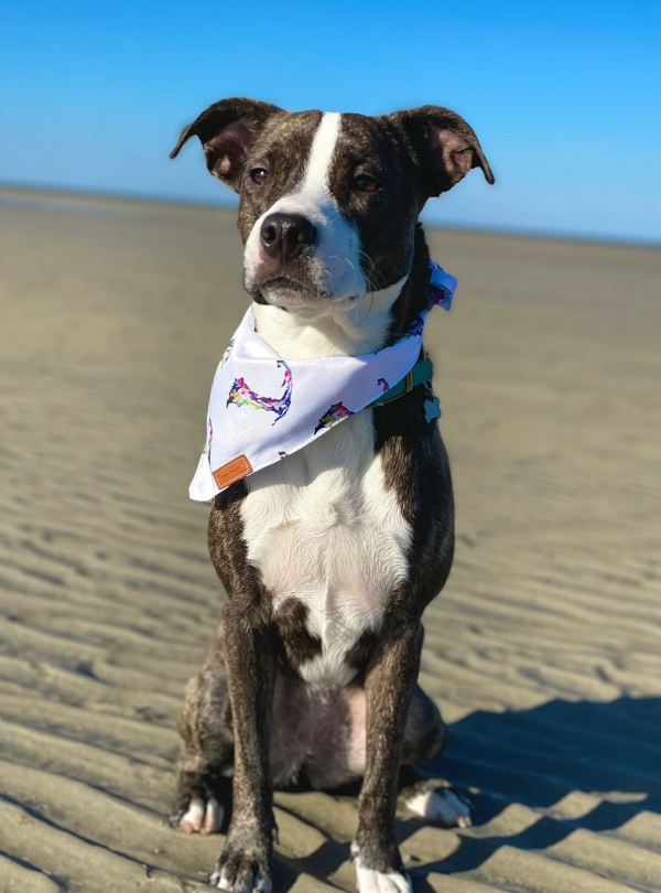 Cape Cod Dog